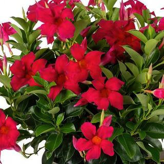 4 in. Mandevilla Plant with Red Flowers (24-Pack) | The Home Depot