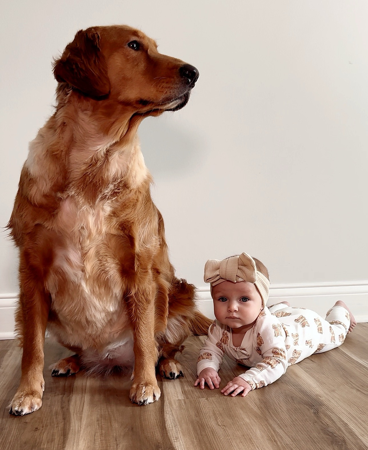 Golden Retriever Onesie for babies! This is so cute 😩🥹 & a literal steal for the price!
Bow is milkyknotsco! Use code “Ellie” for 15% off!

#LTKBaby #LTKSeasonal #LTKFindsUnder50