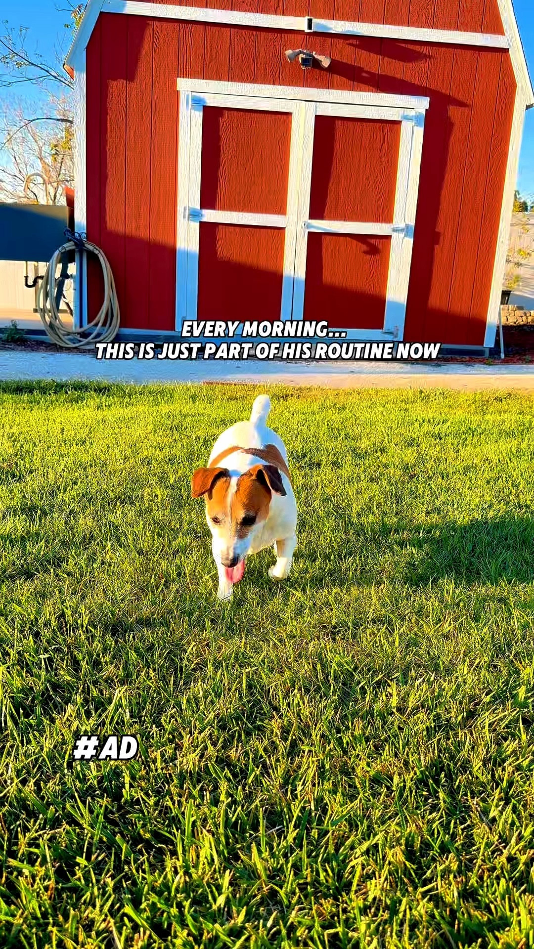 Penny’s getting older and I started noticing the little things 🐾

Not moving the same
Less energy
Just not her usual self

So I added something simple into her daily routine… and she’s still out here doing her thing 💛

If you’ve been noticing those small changes too, this might be worth looking into

Make sure you check for coupons. Don’t take my word for it. Check out the reviews below.

These statements are for general wellness and not medical advice. Always consult your vet before introducing new supplements.

#ZestyPaws #PetWellness #HappyPets #DogHealth #ugccreator

#LTKmorningroutine #LTKdayinmylife