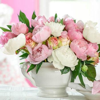 French Blend Peony Mixture | Breck's | Brecks