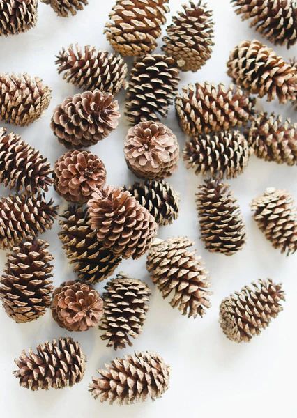 Box of 100 Natural Medium Pine Cones - 3-5" Long | Afloral (US)