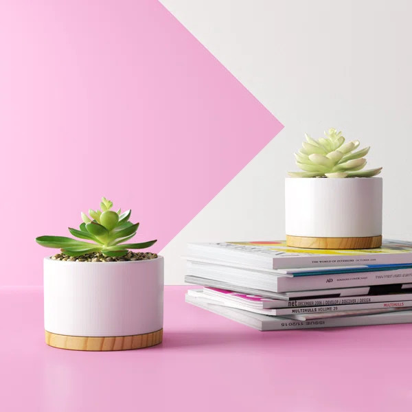 2 Piece Agave Succulent Plant in Pot Set | Wayfair North America