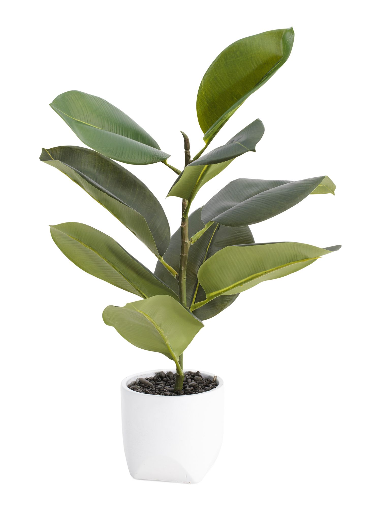 Rubber Plant In Pinched Bottom Pot | Home Essentials | Marshalls | Marshalls