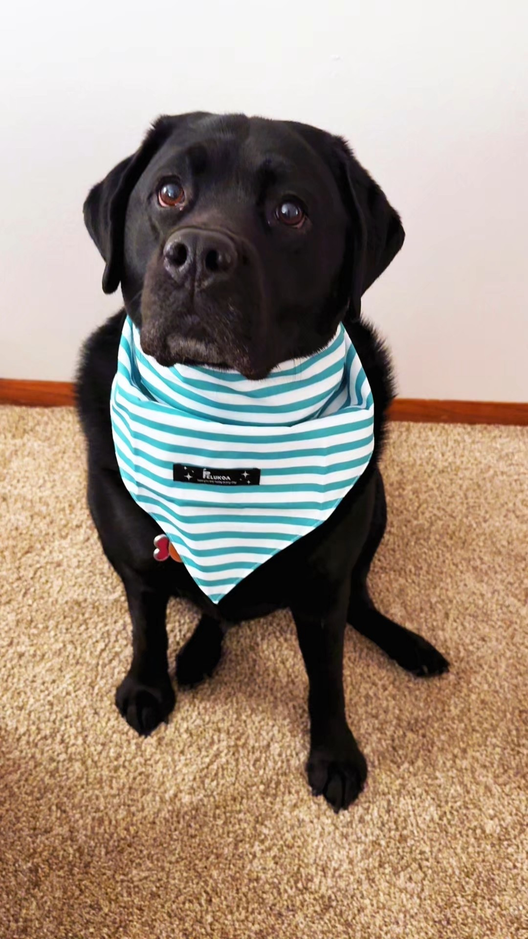 3Pcs Dog Bandanas, Spring Fall Dog Bandana for Small Large Dogs, Cat Dogs Stripe Triangle Reversible Bibs Fit Boy & Girl Pets #ltkpets 

#LTKHome