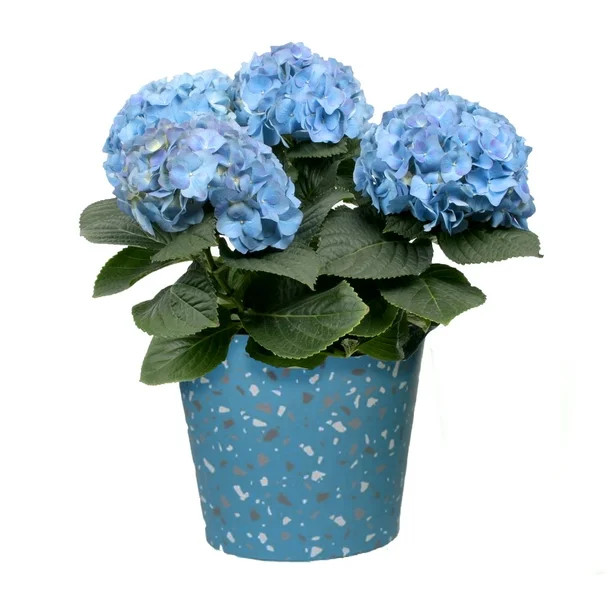 Better Homes & Gardens 6.5-Inch Assorted Easter Hydrangea Live Plant with Decorative Pot | Walmart (US)