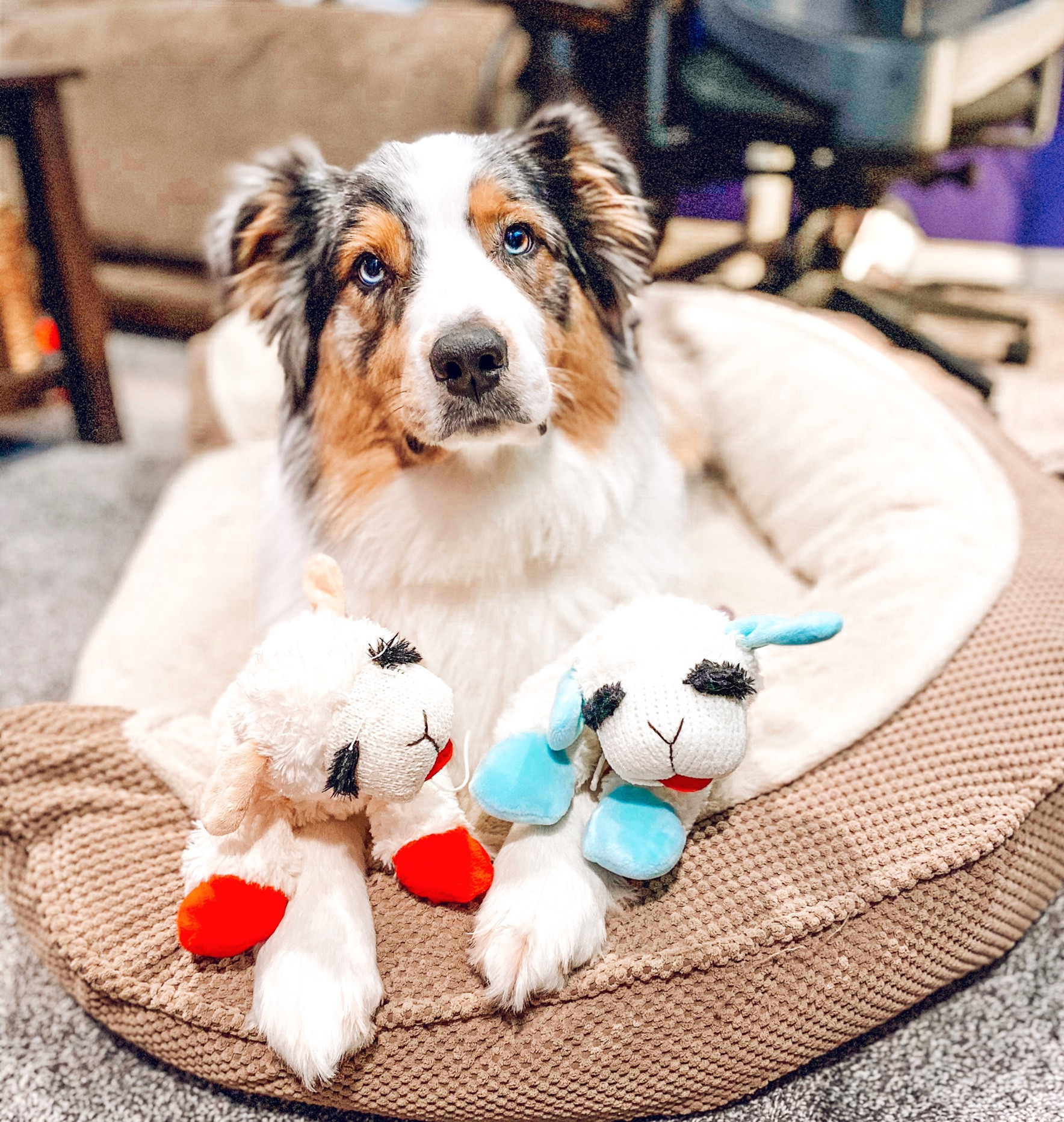 some of her favorite toys are her plush lambchops!

#LTKhome #LTKGiftGuide #LTKFind
