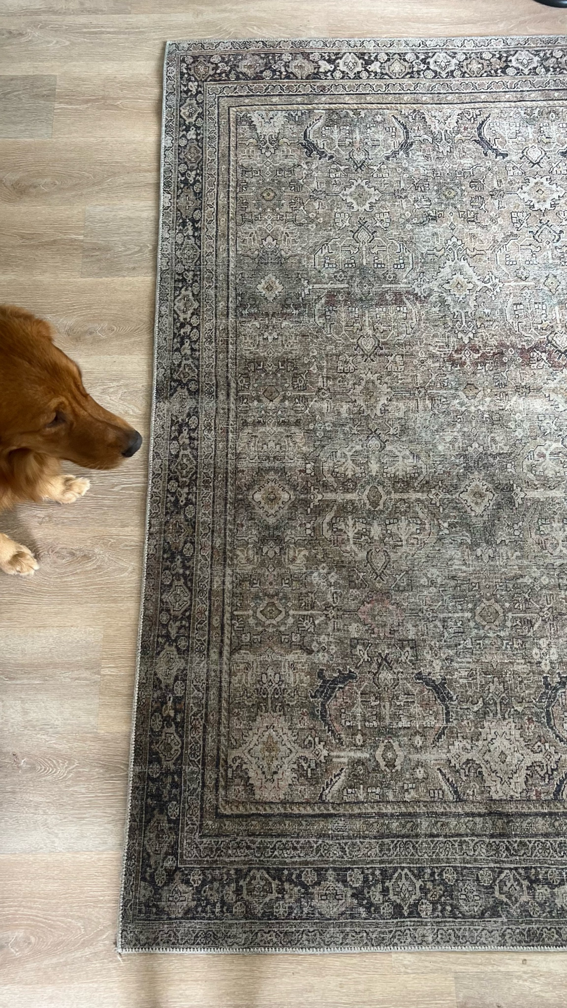 Prime deal days 
Color is olive/ char ole in the 5x7

#LTKxPrime #LTKfindsunder50 #LTKsalealert