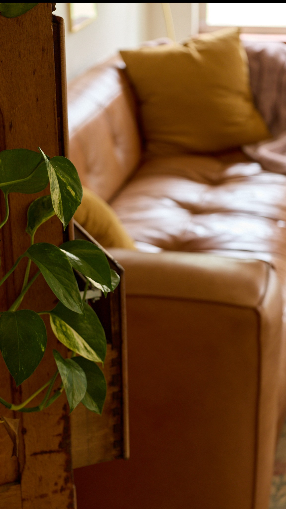 Living room light catching our Poly & Park Capa Leather Couch this morning.  

 #LTKHome