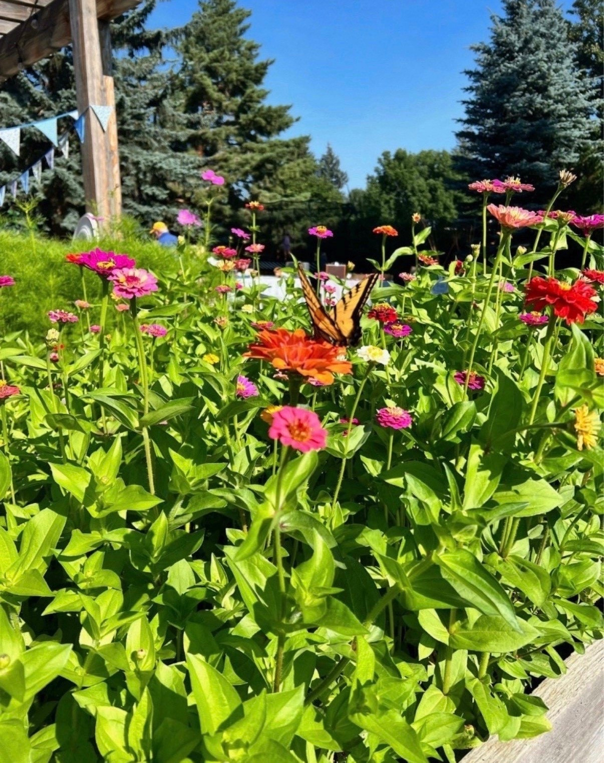 These are my favorite bulk zinnia seeds! 🌸✨ I plant them every year, and they always deliver bright, beautiful blooms with little effort. If you’re looking for an easy way to fill your garden with color, these are a must!

#LTKfindsunder100 #LTKfindsunder50 #LTKSeasonal