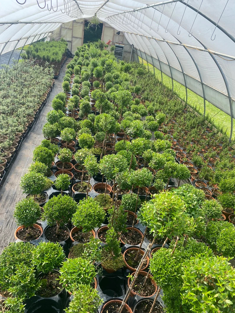 Myrtle Topiary Tall 6 Pot Real Live Topiary Plant 21-24 - Etsy | Etsy (US)