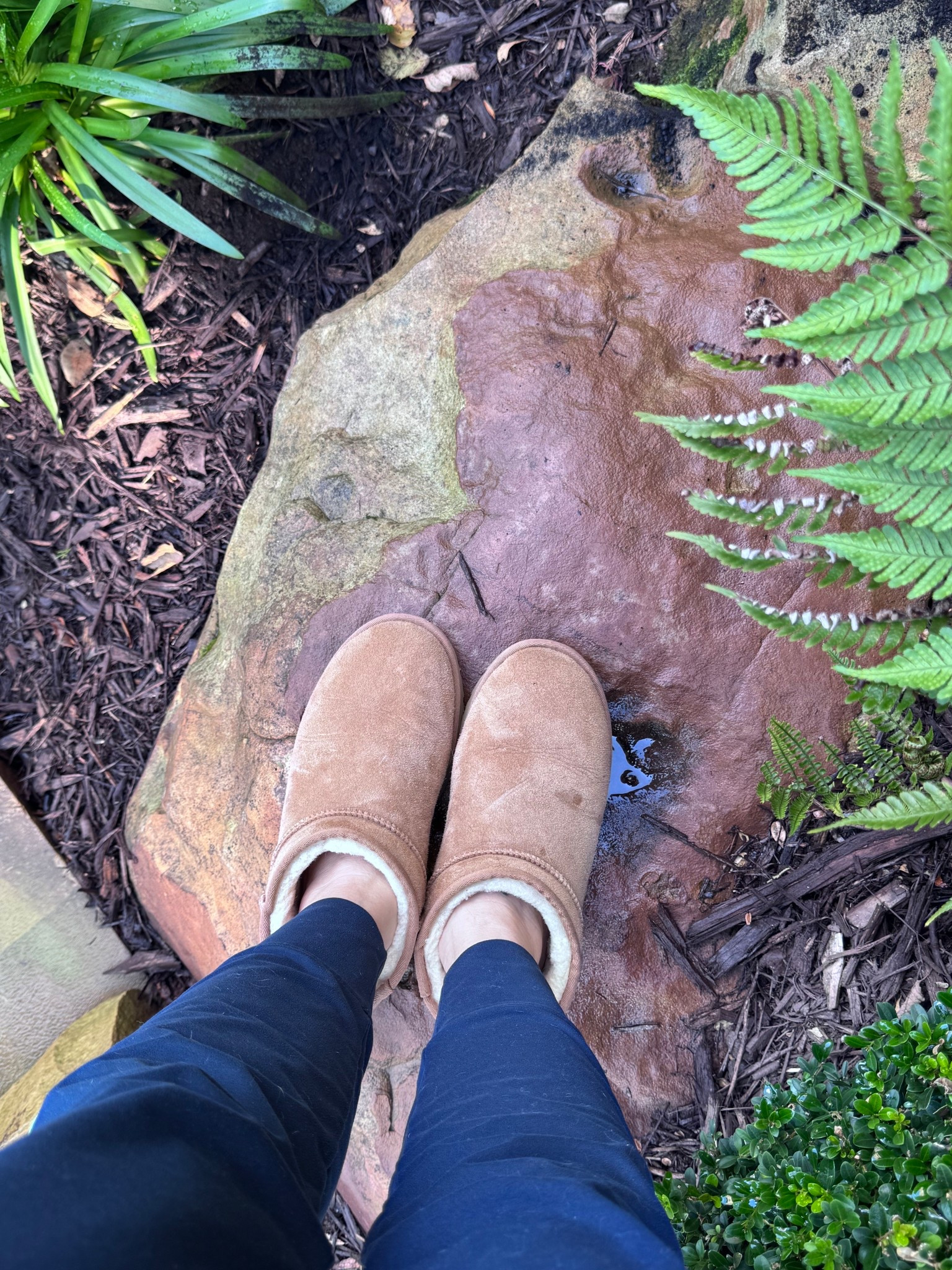 Its UGG season and I can’t live without mine!  Linked some good Black Friday deals

Ugg boots, women’s ugg boats, women’s winter boots, sherpa boats, sherpa lined boots, winter must haves, cold weather boots, cold weather shoes, slip on boots, mini UGGs
#LTKshoes

#LTKCyberWeek #LTKGiftGuide #LTKActive