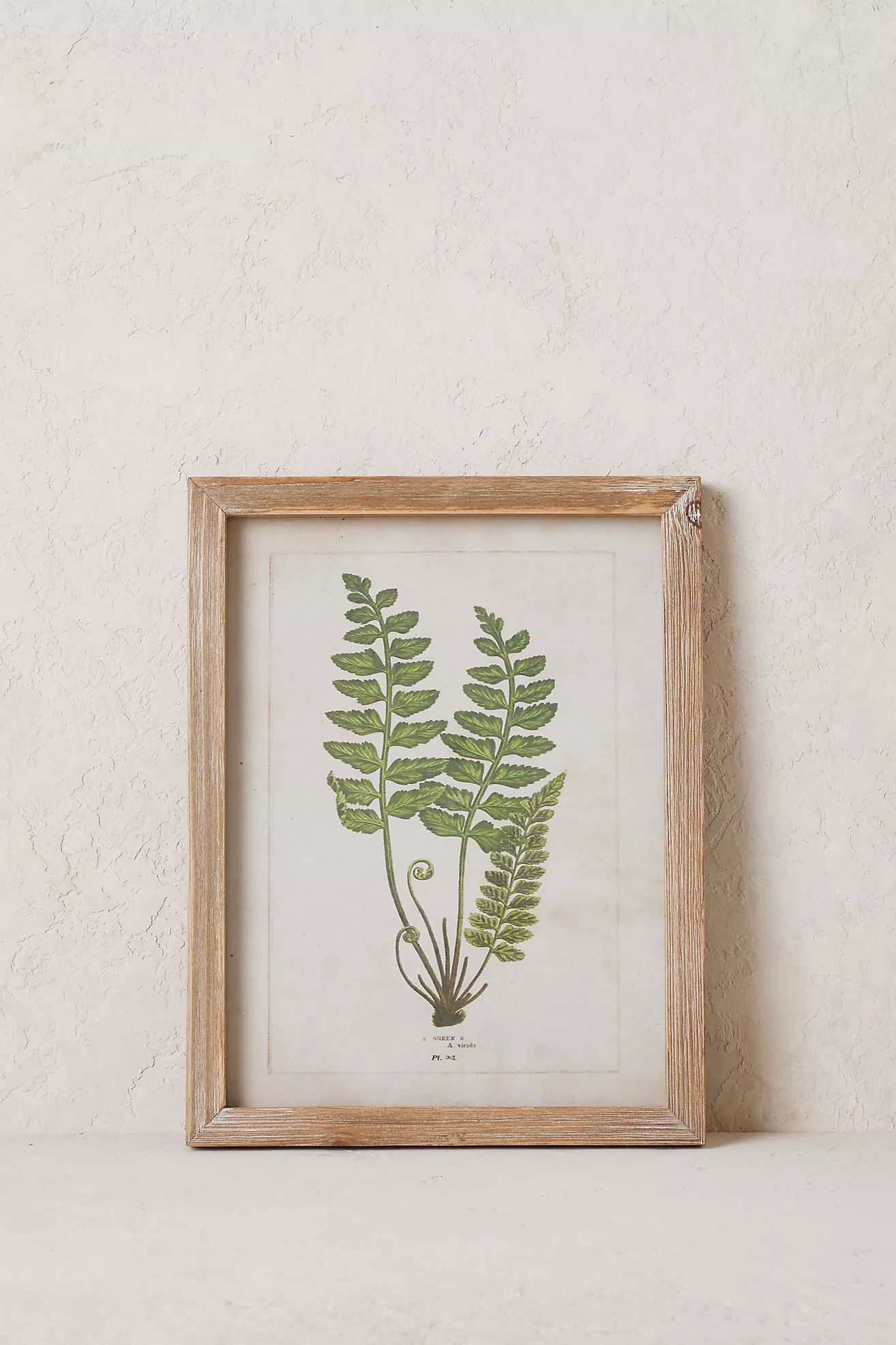 Fern Wall Art | Anthropologie (UK)