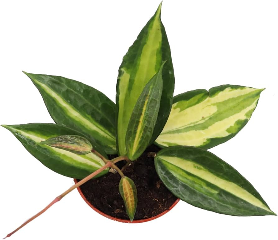 Visit the California Tropicals Store | Amazon (US)