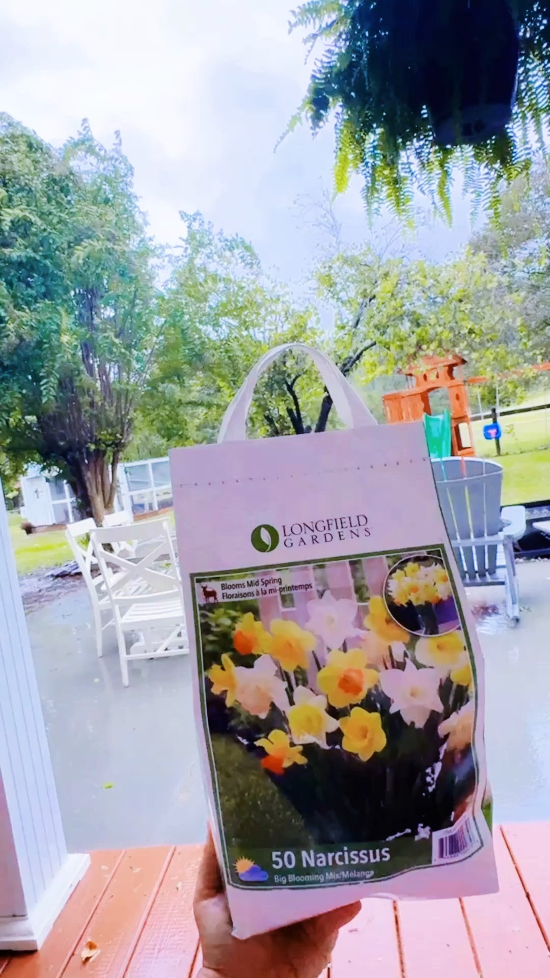 Also… my sweet mama brought up all these daffodil 🌼 bulbs for us to plant 🌱 and I’m giddy!!! 🥰 Can’t wait to have lots and lots of daffodils come early spring out here on the farm!! 🫶🏽