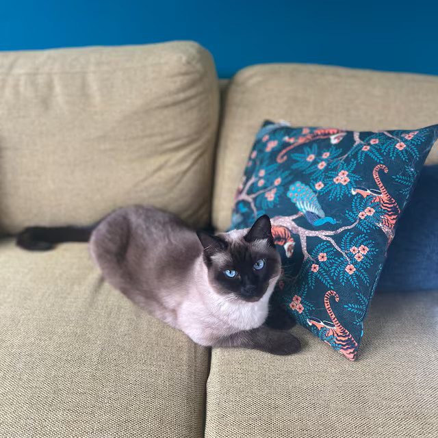 Emerald Green Tiger and Peacock Throw Pillow Cover 18x18 20x20 24x24 , Custom Sizes, Tropical Pil... | Etsy (US)