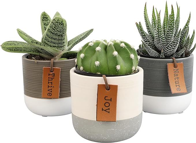 Succulents Plants Live in Plant Pot Set (3 Pack), Succulent Cactus Plants Live Plants, Indoor Pla... | Amazon (US)