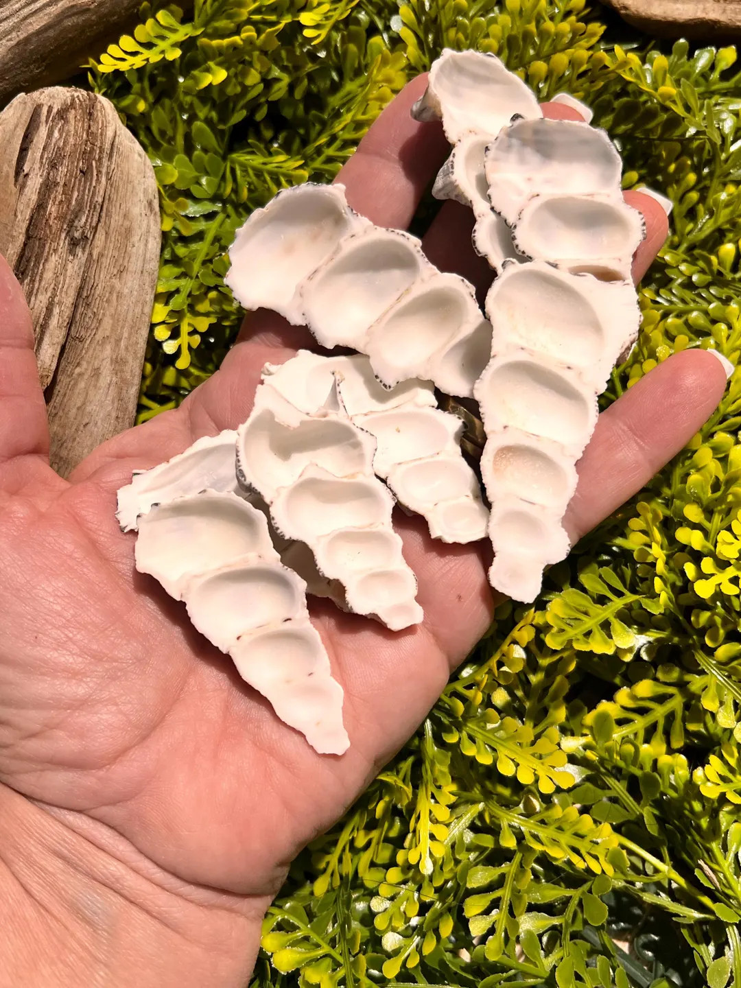 Cerithium Shells Halves, Perfect for Oils for Hermit Crabs or Feeding Isopods. 1 Inch-2 Inch. See... | Etsy (US)