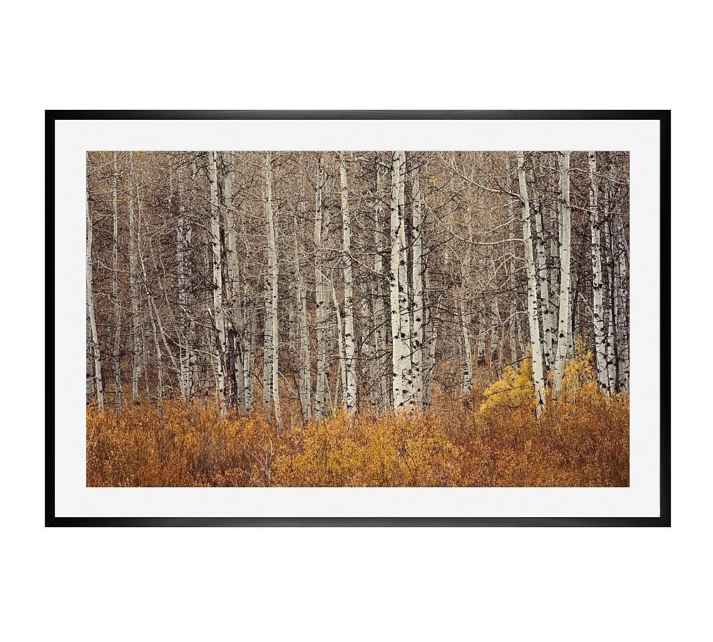 Aspen Trees Framed Print by Jennifer Meyers | Pottery Barn (US)