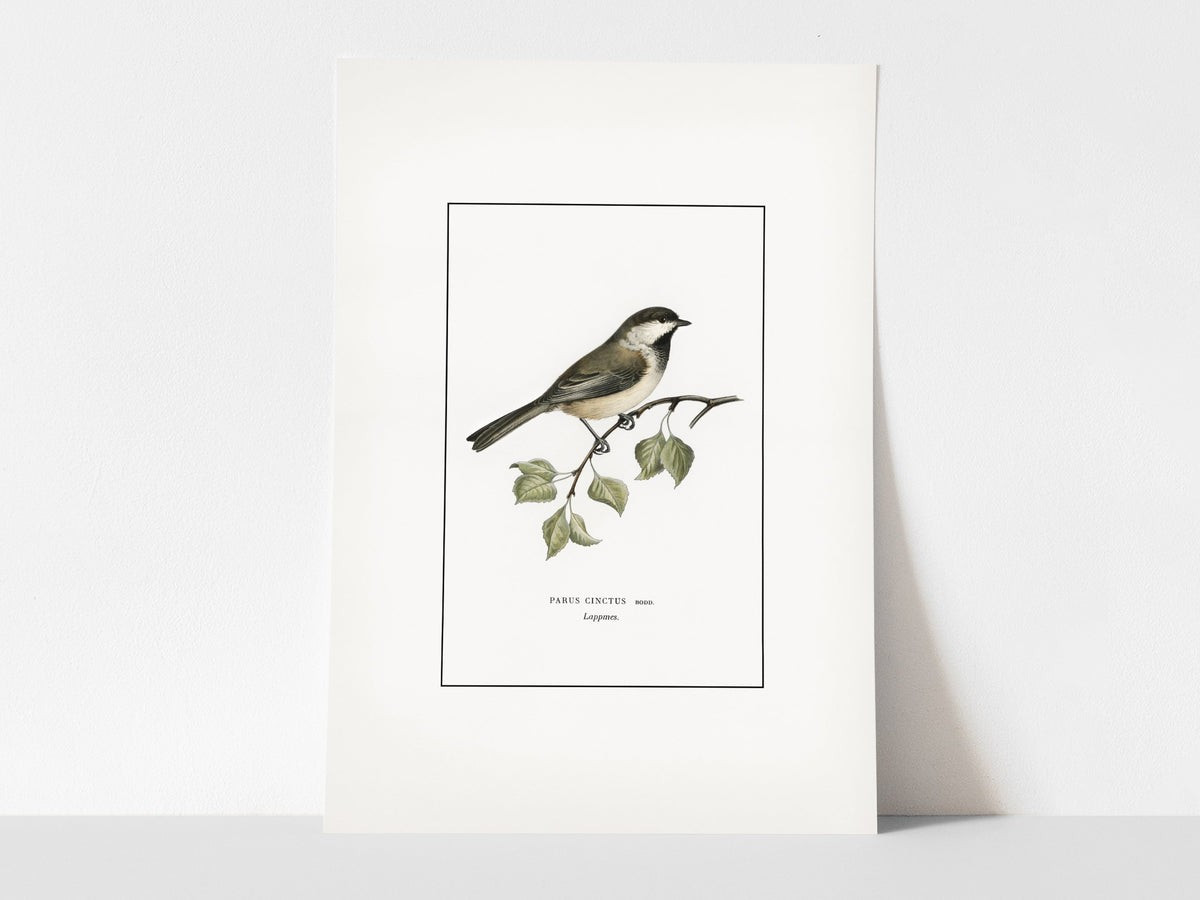 Bird Study | Heirloom Print Shop