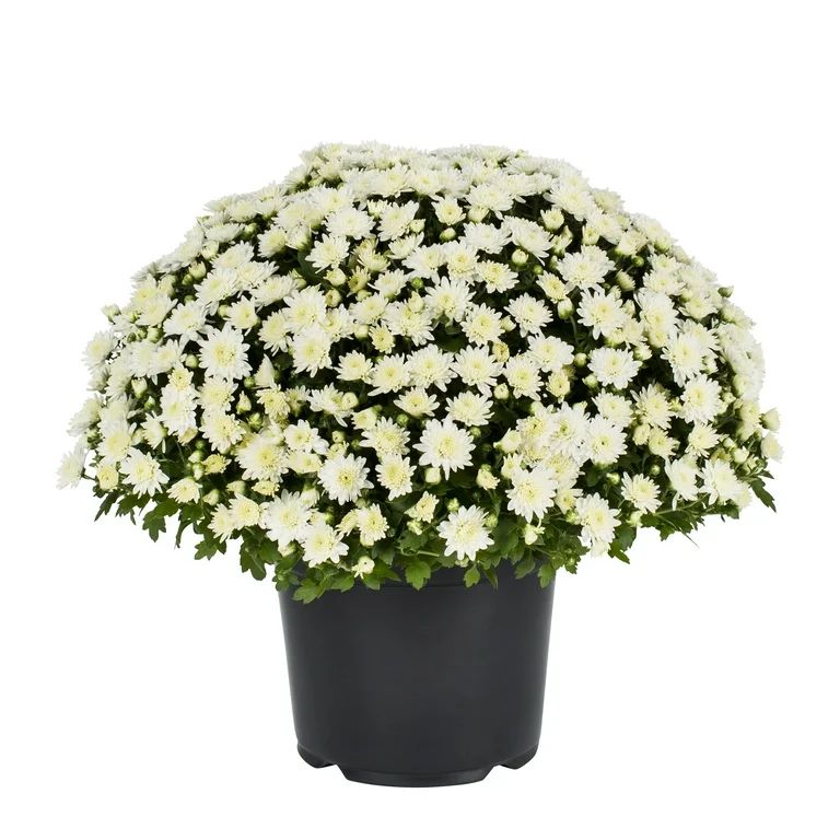 Expert Gardener 3.0QT White Mum Live Plant in Grower Pot, Full Sun | Walmart (US)