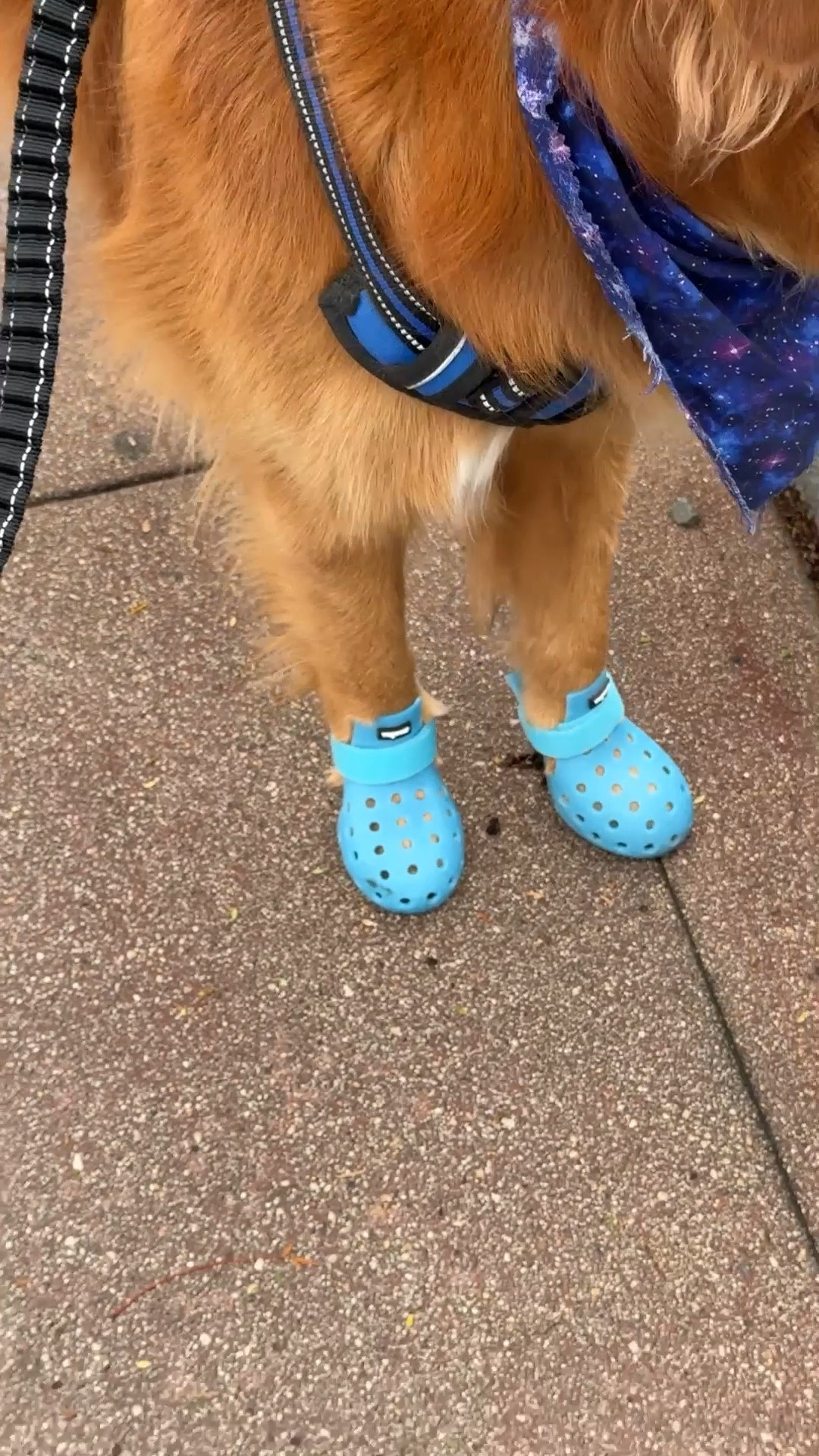 Do NOT buy your dog shoes under any circumstance unless you a.) want them to have protected paws from hot pavement or rain b.) you want the cutest dog in the world and c.) want to literally talk to everyone because no one can resist a pup with shoes!!!

These are not technically #crocs but I’ll link the pair I bought (in a size large for my dog that is 65 lbs). 

#LTKFindsUnder50 #LTKPets #LTKGiftGuide