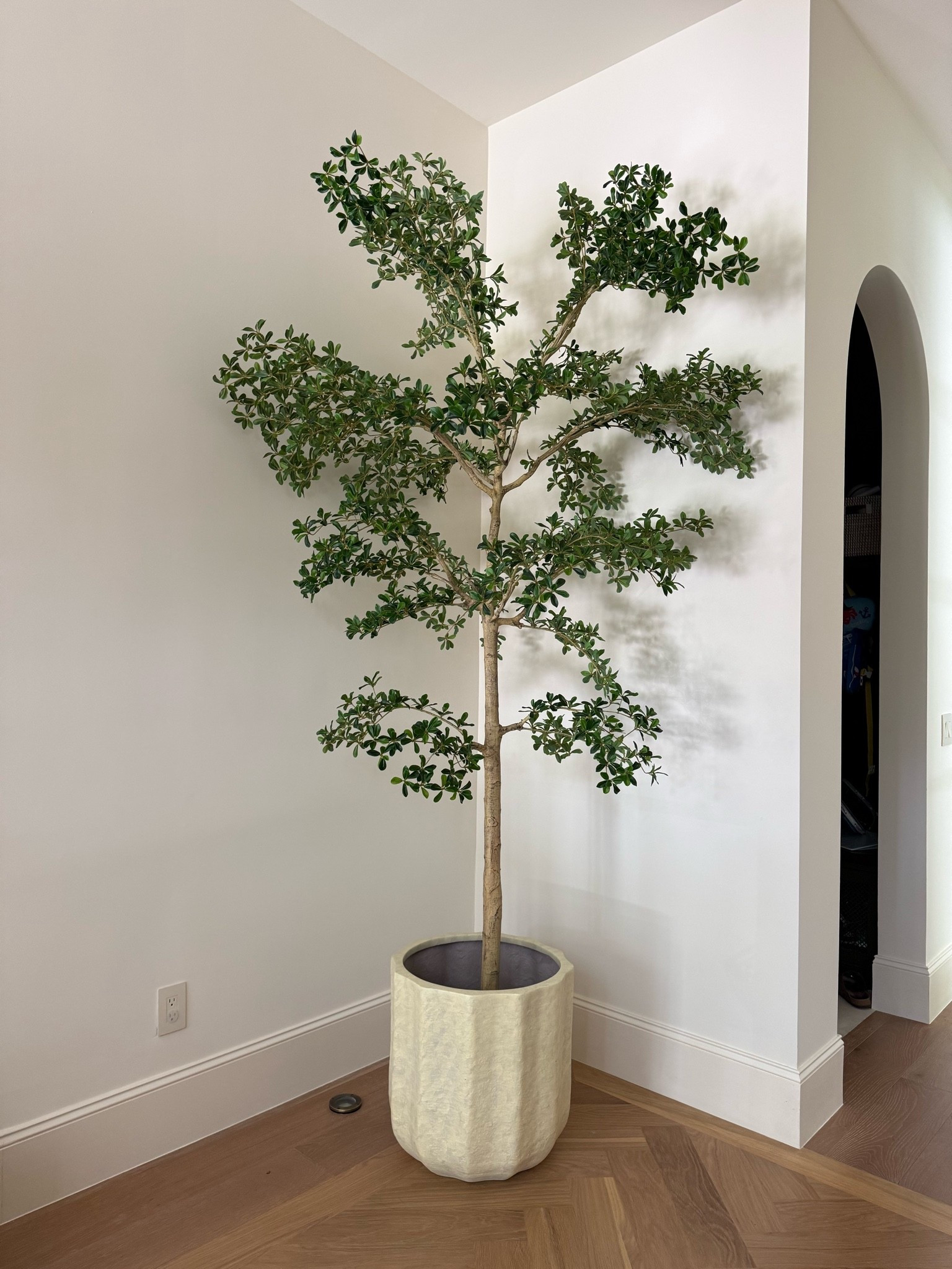 Entry way Tree!

#LTKHome #LTKSaleAlert