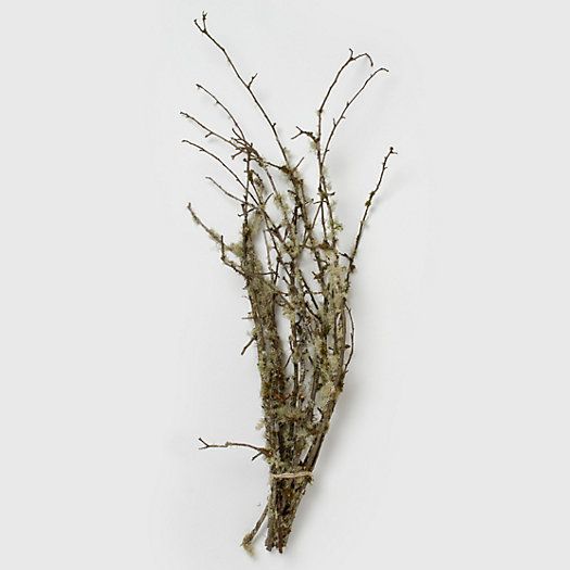 Moss & Lichen Branches | Terrain