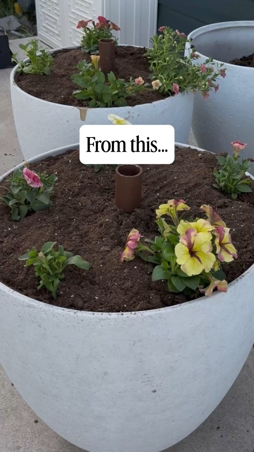 I finally have a green thumb! I've never been able to grow beautiful flowers, but a couple years ago I discovered this blossom booster and my planters have never looked more lush and beautiful! Look at the difference in just 60 days! #LTKPATIO #LTKOUTDOORS #LTKSUMMER

#LTKHome