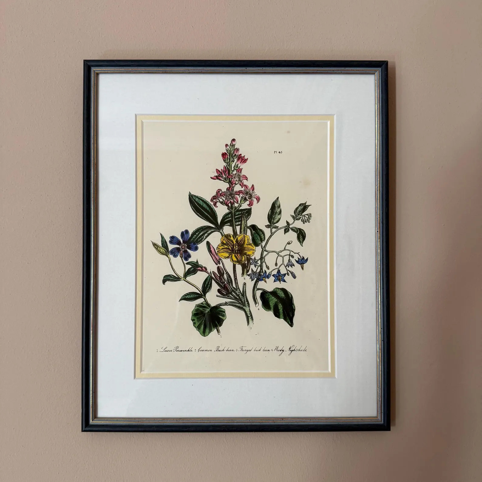 Pair of Antique Wildflower Illustrations, Botanicals. Framed Original Vintage Art - Etsy Canada | Etsy (US)