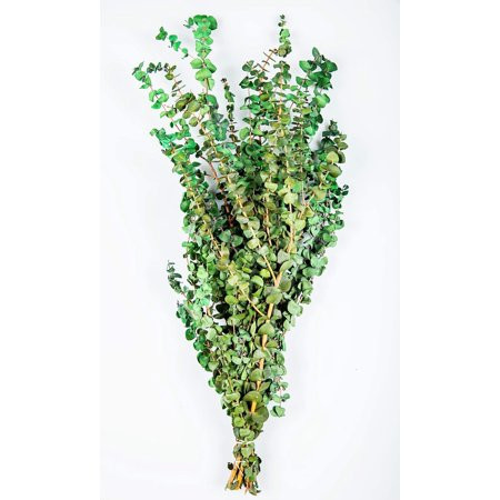 Collection By Tiffany California Preserved Eucalyptus Stems 8-12Oz Bundle Stress Relief Home Remedy  | Walmart (US)