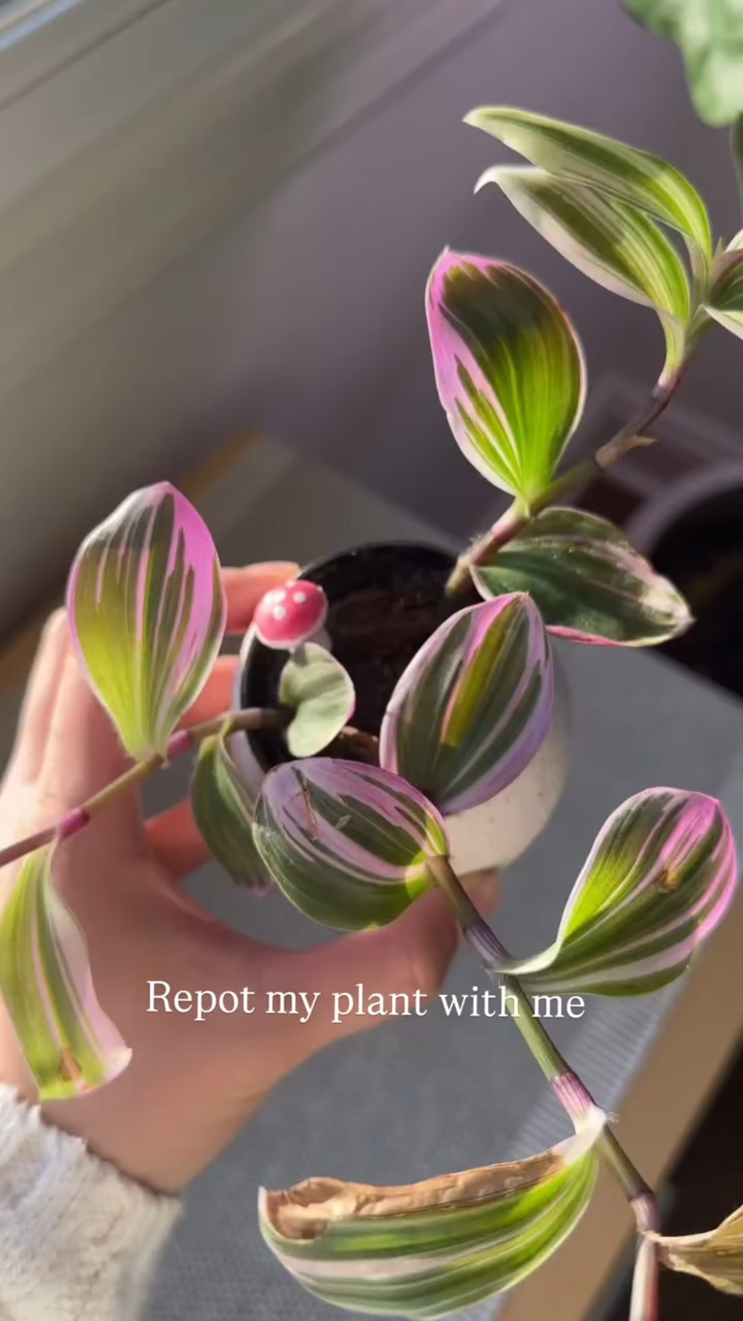 It’s been about a year since I bought this plant! Time to give it a fresh start with a new pot 🍄🍃🌱🪴

#LTKHome #LTKFindsUnder50 #LTKFindsUnder100