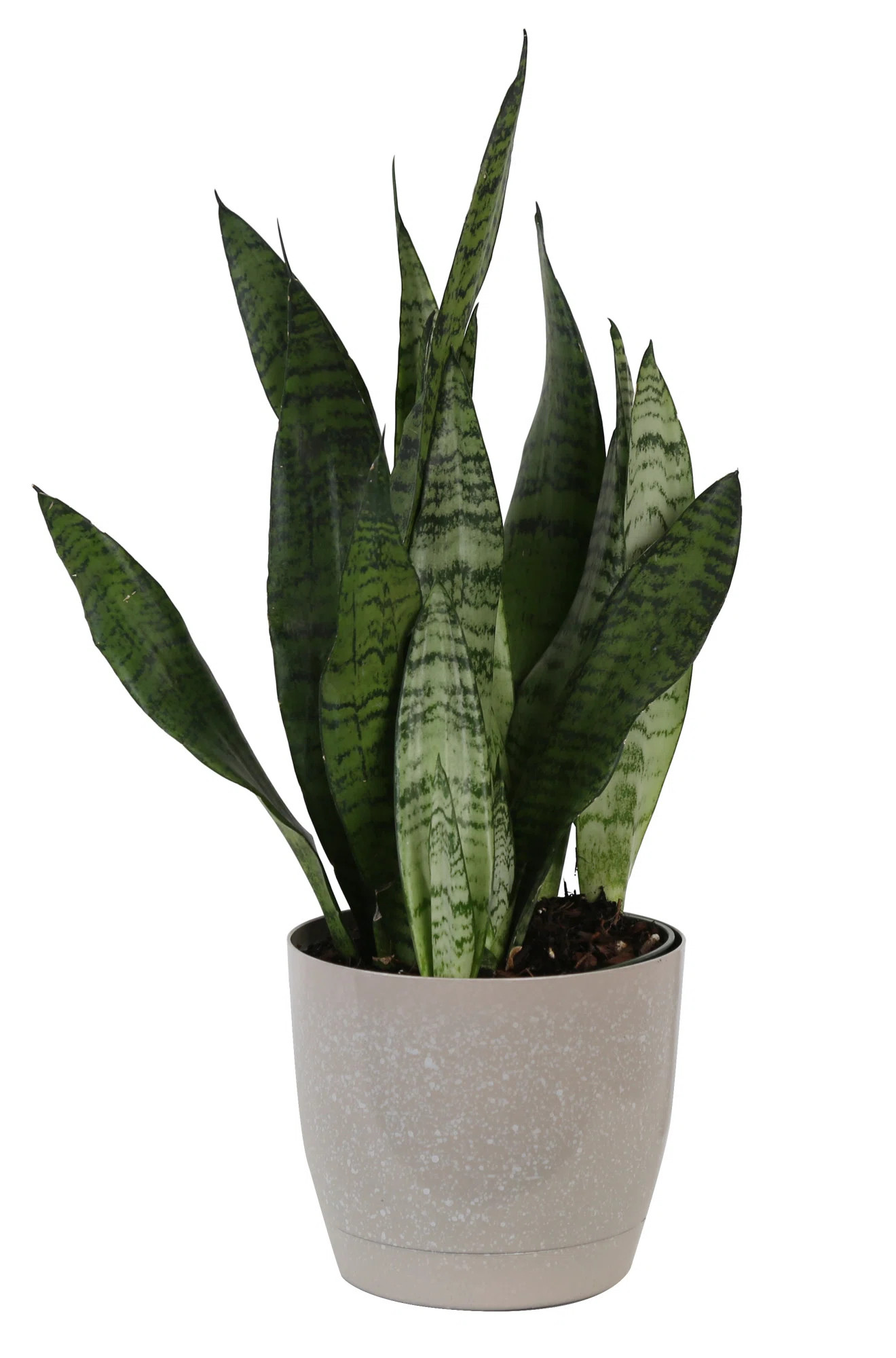 Costa Farms Live Snake Plant (Sansevieria) Plant in Planter & Reviews | Wayfair | Wayfair North America