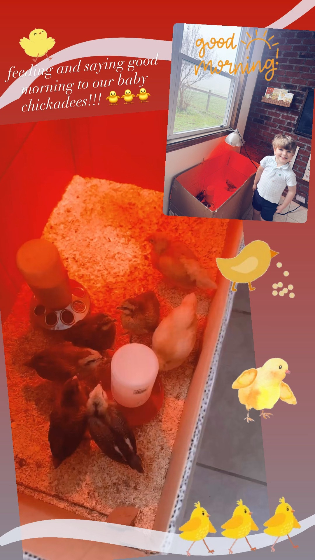 Started the morning ☕️ feeding and saying good morning to our baby chickadees!!! 🐥🐥🐥