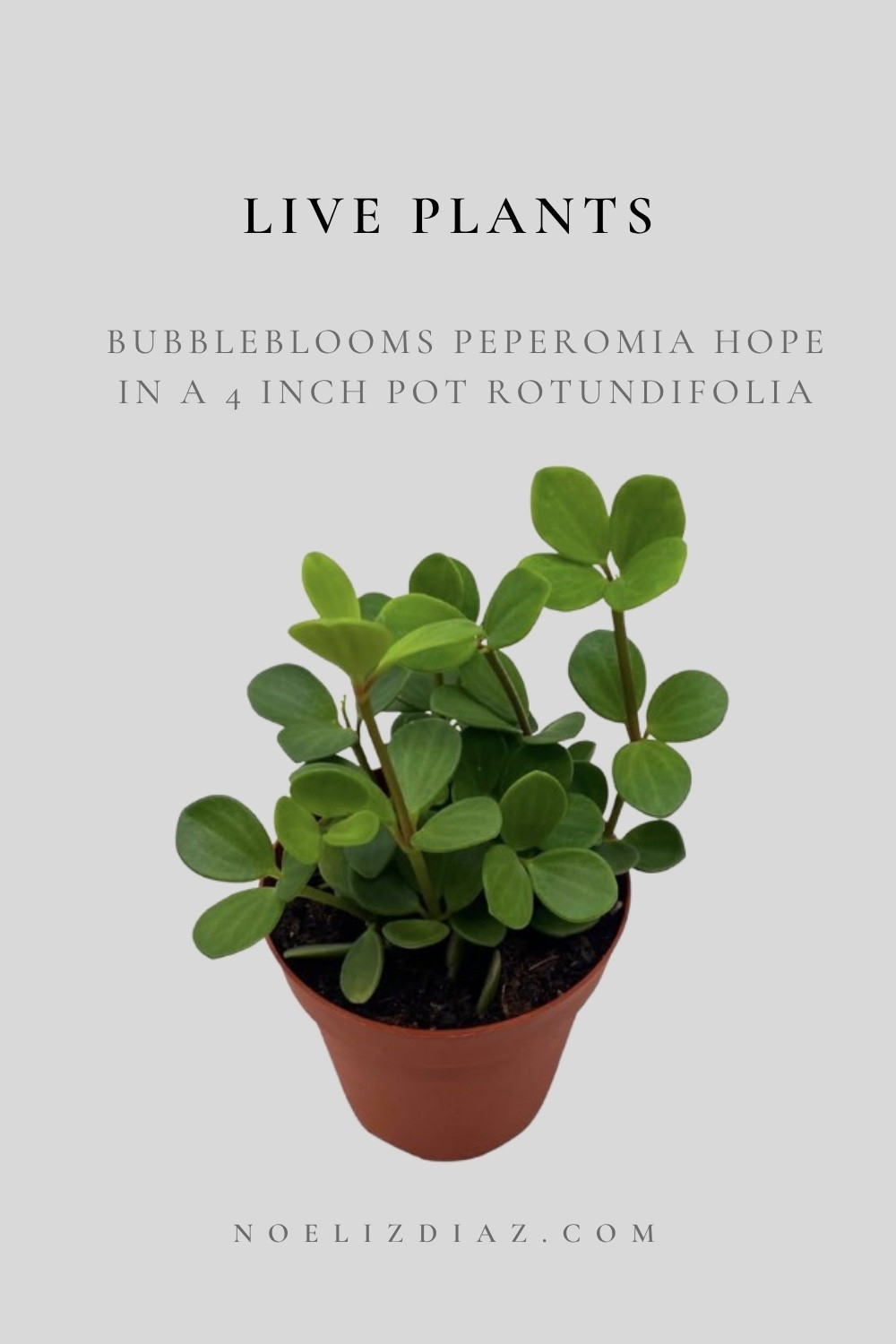 Cute love small plants!!

#LTKActive #LTKmorningroutine #LTKselfcare