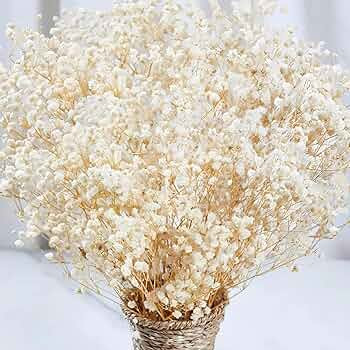 2000+ Dried Babys Breath Flowers Bulk - 17" Ivory White Dried Flower Bouquet, Real Natural Gypsop... | Amazon (US)