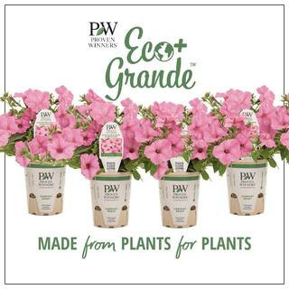 4-Pack, 4.25 in. Eco+Grande Supertunia Vista Bubblegum (Petunia) Live Plant, Pink Flowers | The Home Depot