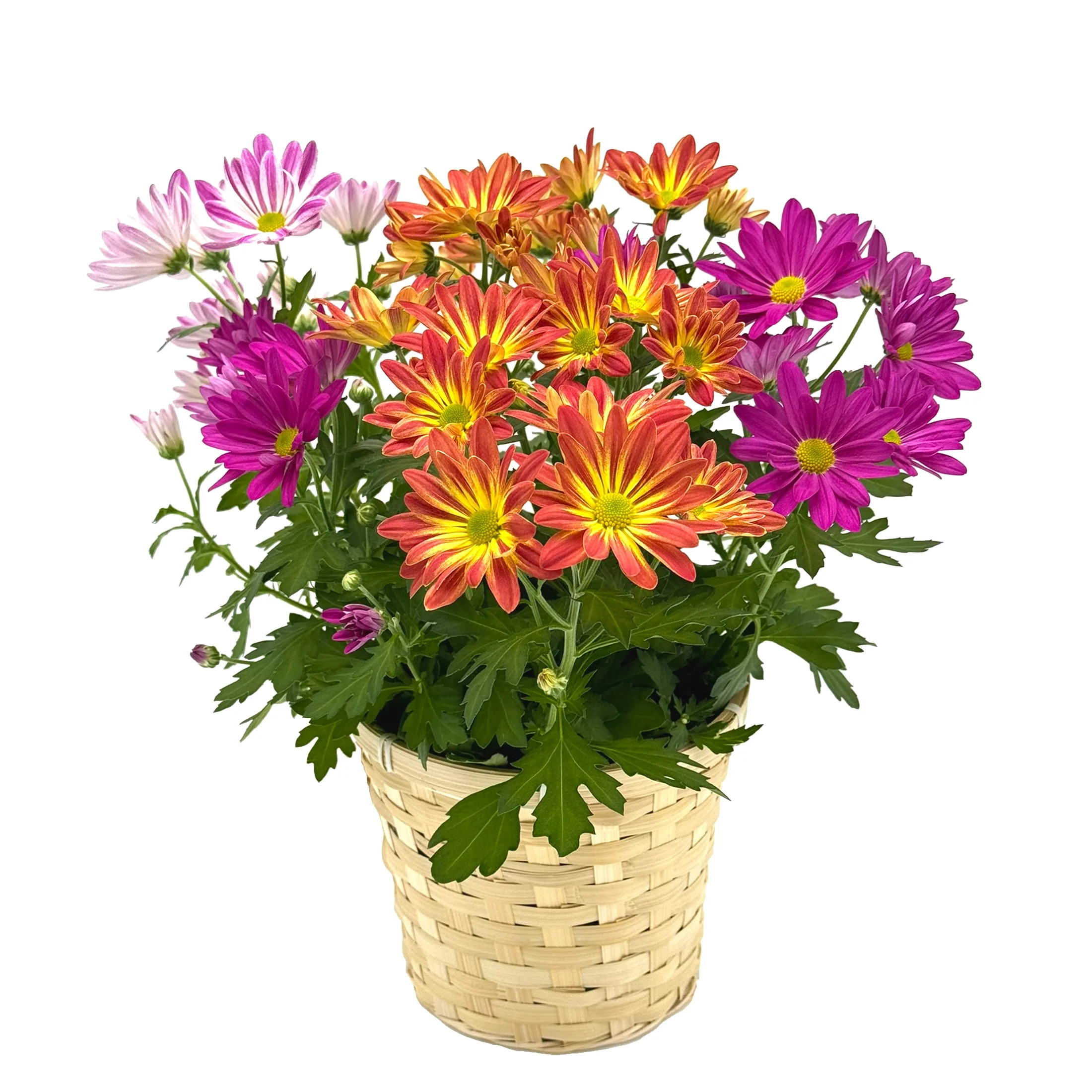 Gifts in Bloom 6.5" Tricolor Mother's Day Mum Bouquet | Walmart (US)