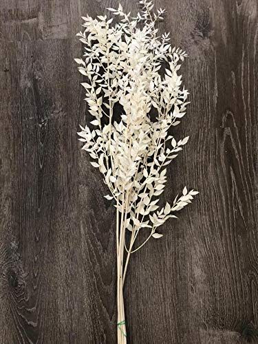 Bleached Italian Ruscus Tall -5 Stems | Dried Flowers | Bleached Flowers | Dried Flower Bouquet |... | Amazon (US)