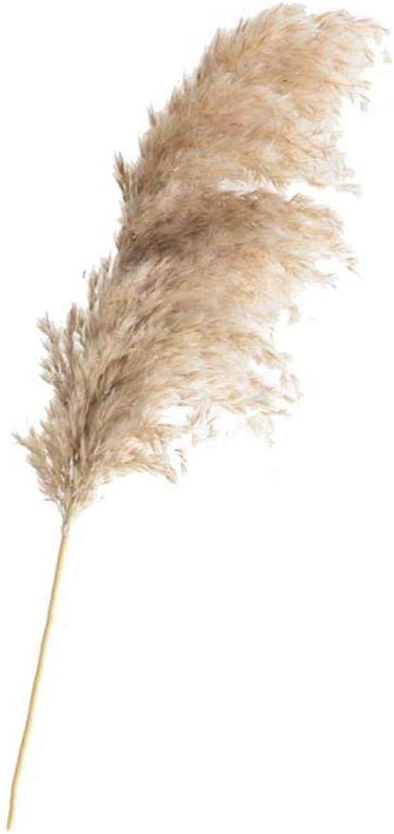 PrettyR 20 Pcs Dried Plants Pampas Grass Natural phragmites communis Wedding Flower Bunch raw col... | Amazon (US)