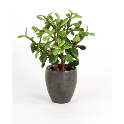 Silk Greenery Jade Desk Top Plant in Pot (Set of 2) | Wayfair North America