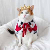 Royal King Queen Red Cape Cloak Robe Brooch Crown For Pet Cat Dog Outfit Costume Halloween Christmas Gift Photoshoot Tiktok Miyopet | Etsy (US)