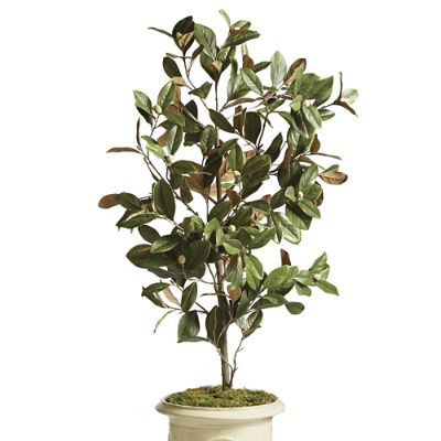 Indoor/Outdoor Magnolia Tree with Lifelike Leaves & UV Treatment for Fading Prevention | Frontgate