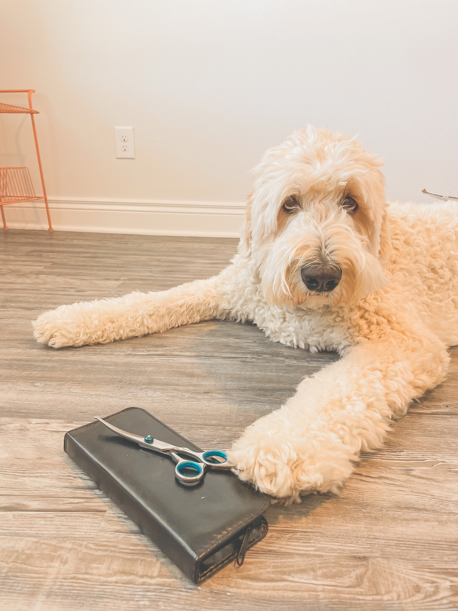 Doodle dog grooming must haves! 

#LTKunder50 #LTKfamily #LTKunder100