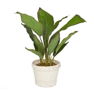 Litton Lane White Coastal Artificial Foliage, 17 in. x 13 in. x 24 in. 041384 | The Home Depot