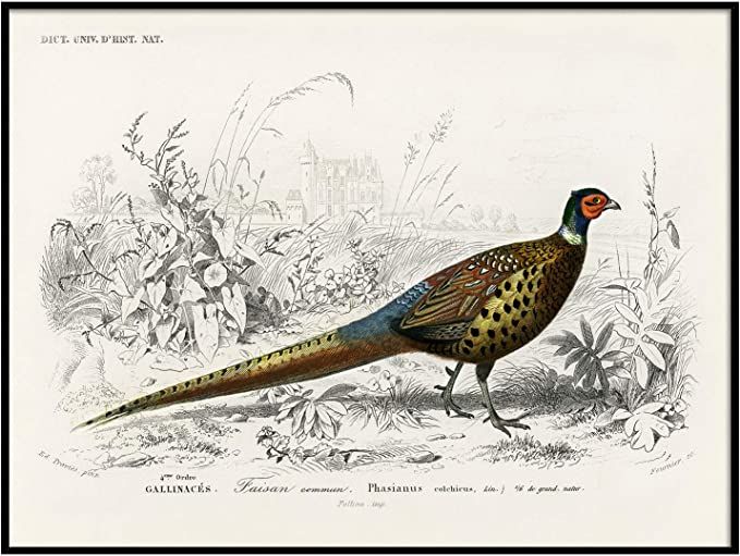 Pheasant Print, Antique Animal Painting, Vintage Drawing Poster Art, Ring-Necked Pheasant, Animal... | Amazon (US)