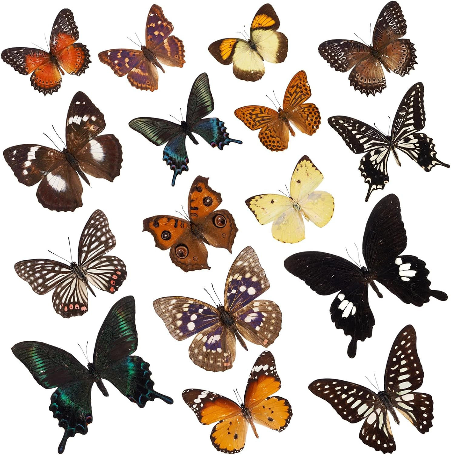 6 Pcs Real Butterfly Specimen - Taxidermy Butterfly Artwork Material Decor,Taxidermy Animals Gifts for Family (Random) | Amazon (US)