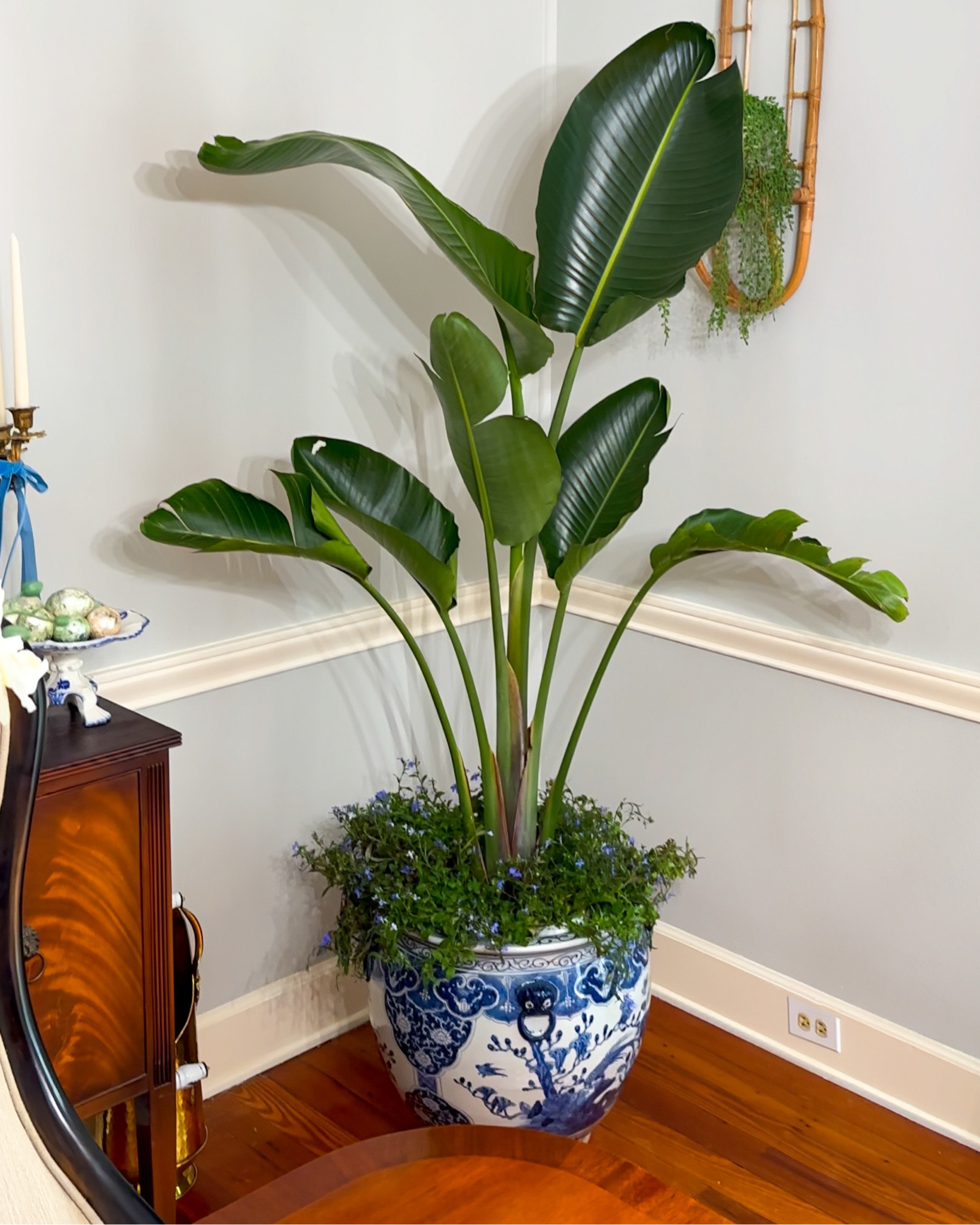 Houseplant decor, fishbowl, chinoiserie, grandmillennial, home decor 

#LTKhome