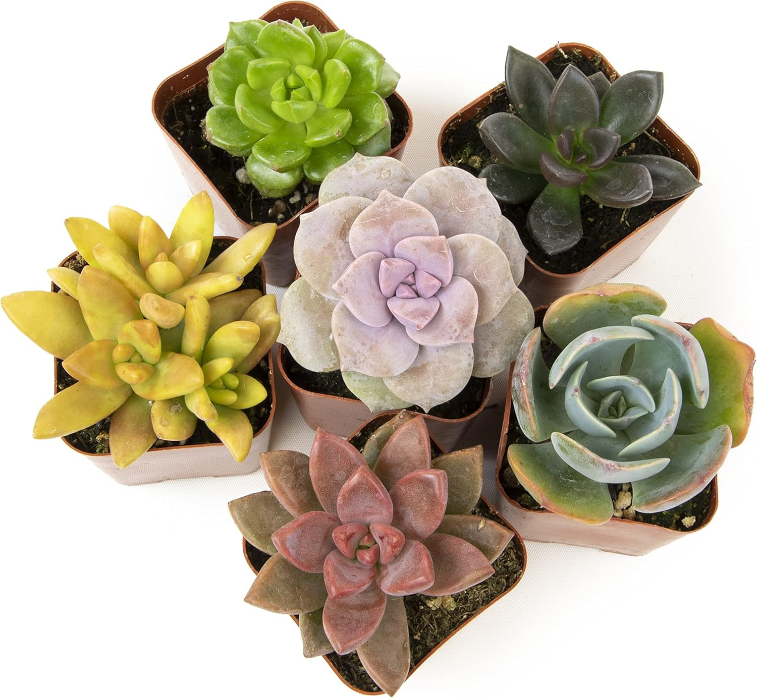 Altman Plants, Live Succulents Plants Live Houseplants (6PK), Succulents Live Plants Live House P... | Amazon (US)