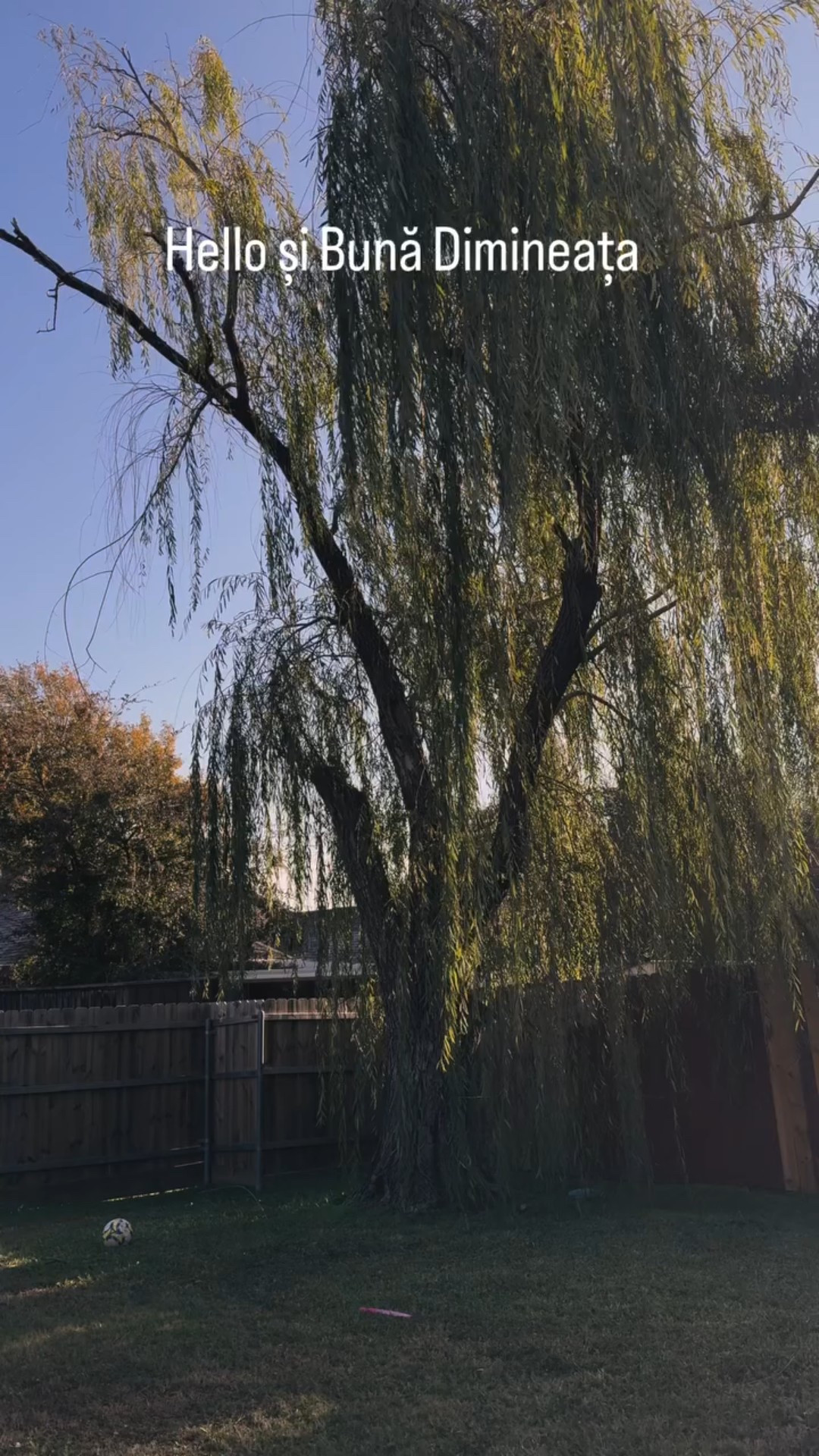 Warm hug from Casa Gafencu 🫶🏻 Off to buy more wood or chop another tree 👀  before February brings its annual “surprise, I’m freezing!” moment 🪵😂 Socks the Elf is already cozied up like he pays the bills here.
Tree: @kingofchristmas | Lights: @homedepot | Ornaments: @hobbylobby oh yeah and the cutest Christmas mug from @cvspharmacy