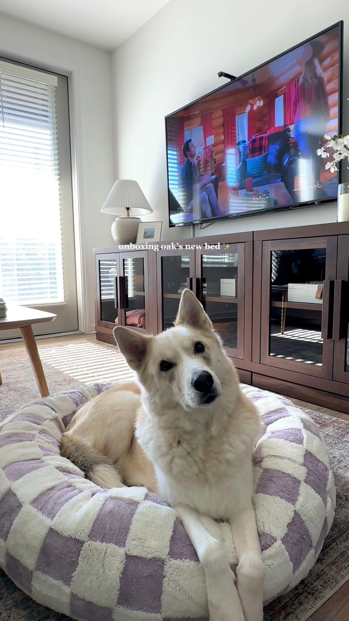 Oakley loves his new bed! this is the size large 🩵

pet bed, donut bed, calming pet bed, dog bed, pet supplies, pet must haves, living room, tv stand, tv console, rug, living room rug, area rug, loloi rug 

#LTKFindsUnder100 #LTKHome #LTKFindsUnder50